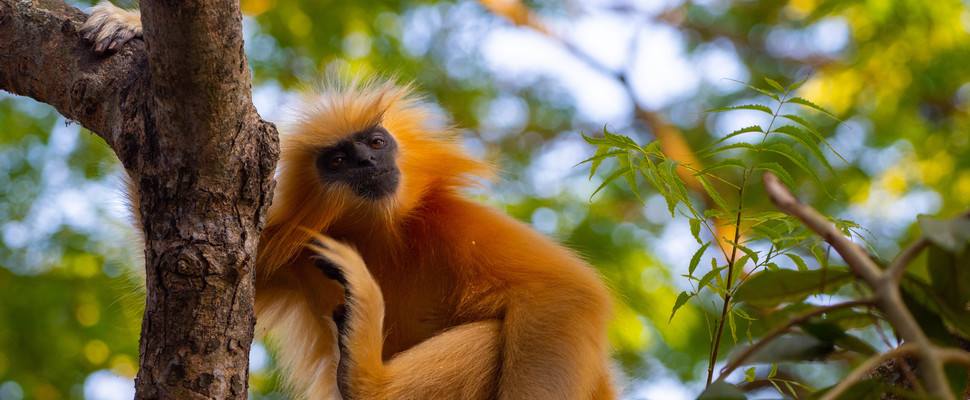 ARC Cruises Excursions Wildlife Golden Langur.jpg